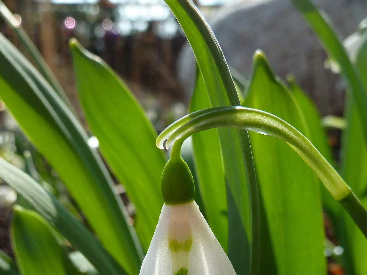 Snowdrop