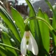 Snowdrop