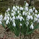 Common snowdrop