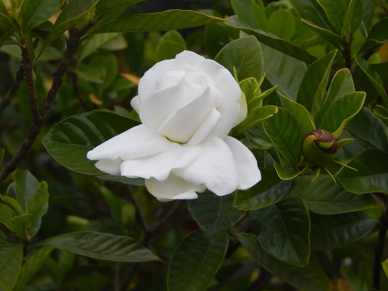 Gardenia jasminoides
