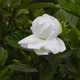 Gardenia jasminoides