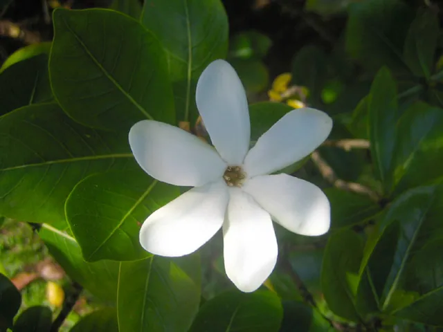 Tahitian gardenia