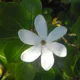 Tahitian gardenia
