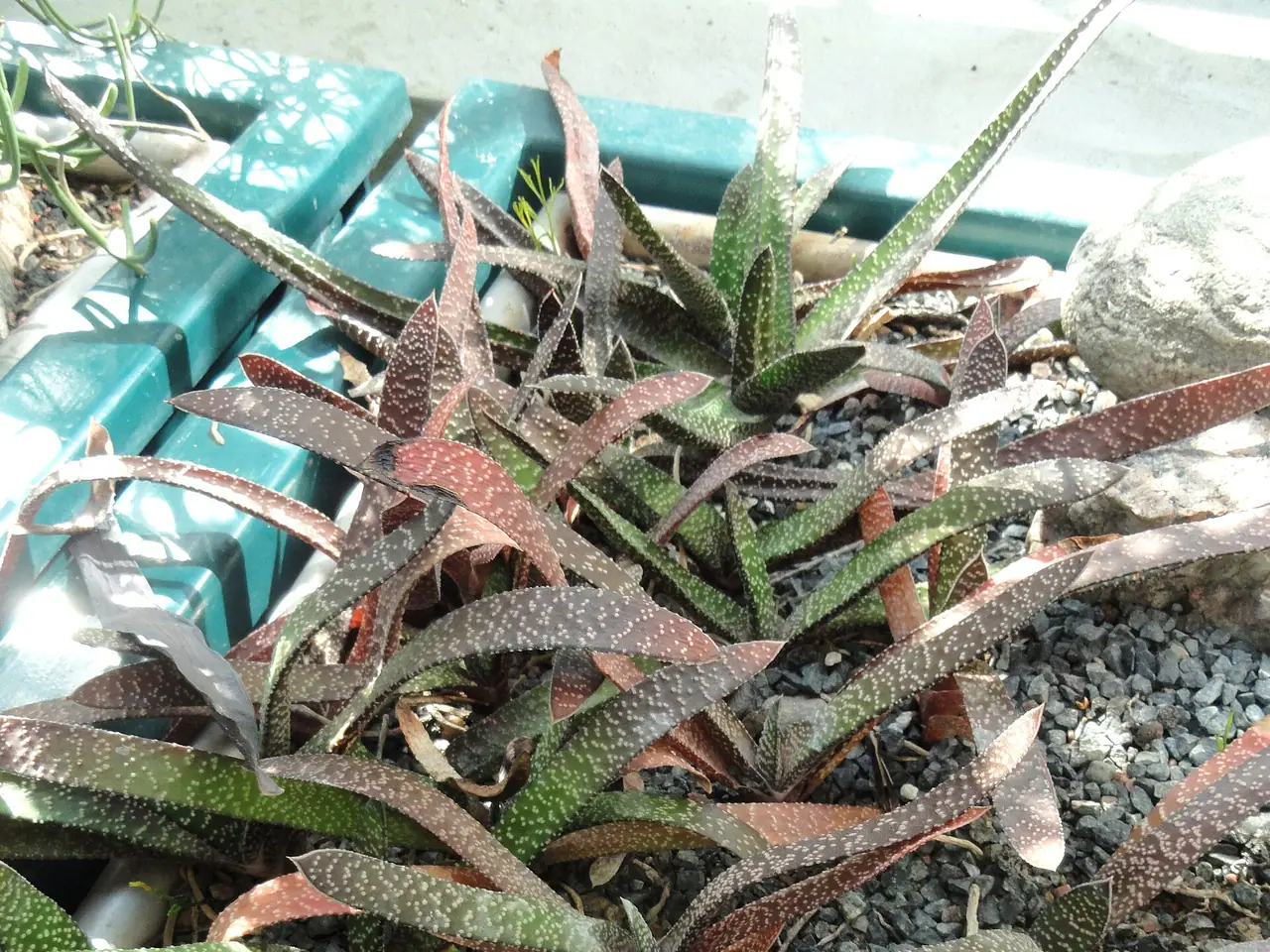 Gasteria acinacifolia