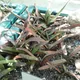 Gasteria acinacifolia
