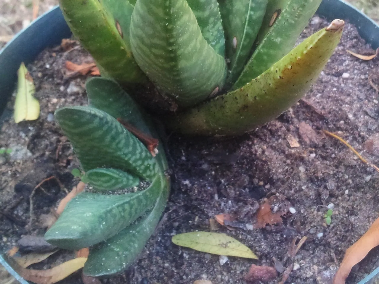 Gasteria carinata