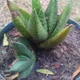 Gasteria carinata