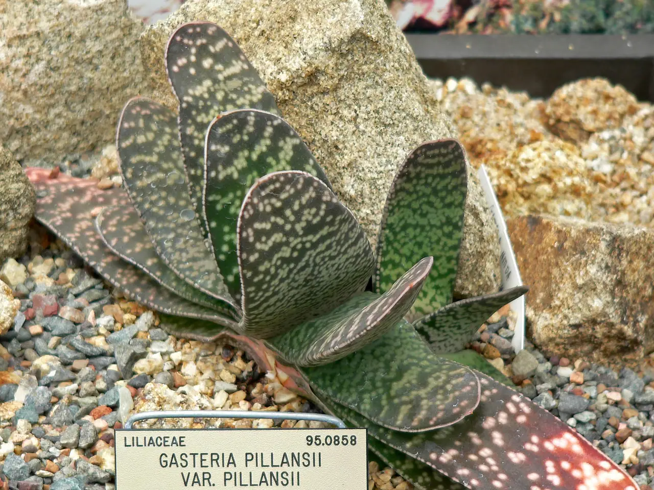 Gasteria pillansii