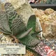 Gasteria pillansii