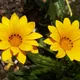 Treasure flower