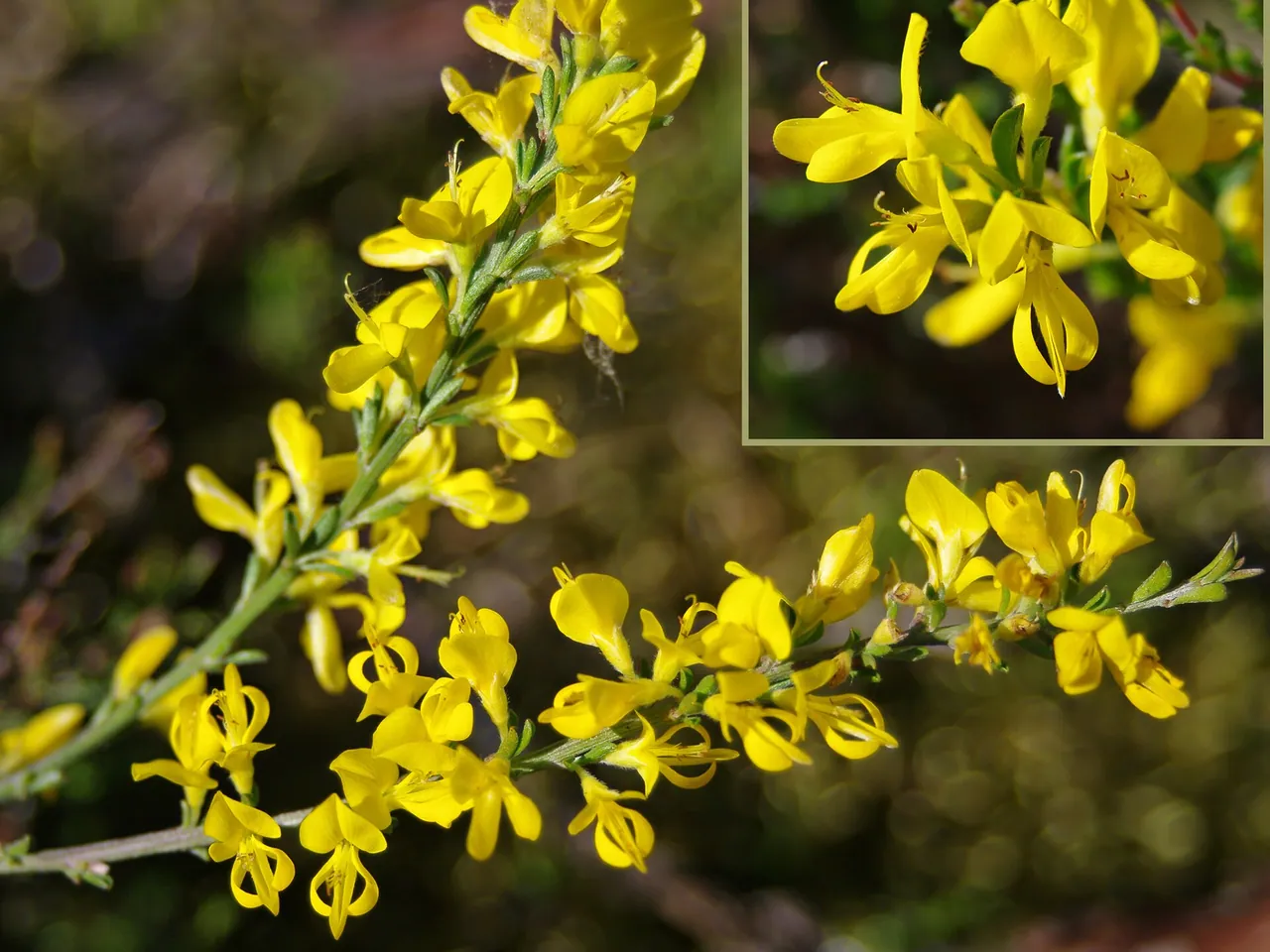 Hairy greenweed