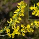 Hairy greenweed