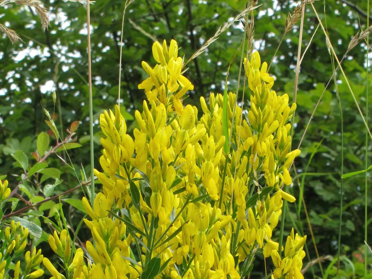 Genista tinctoria