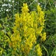 Genista tinctoria