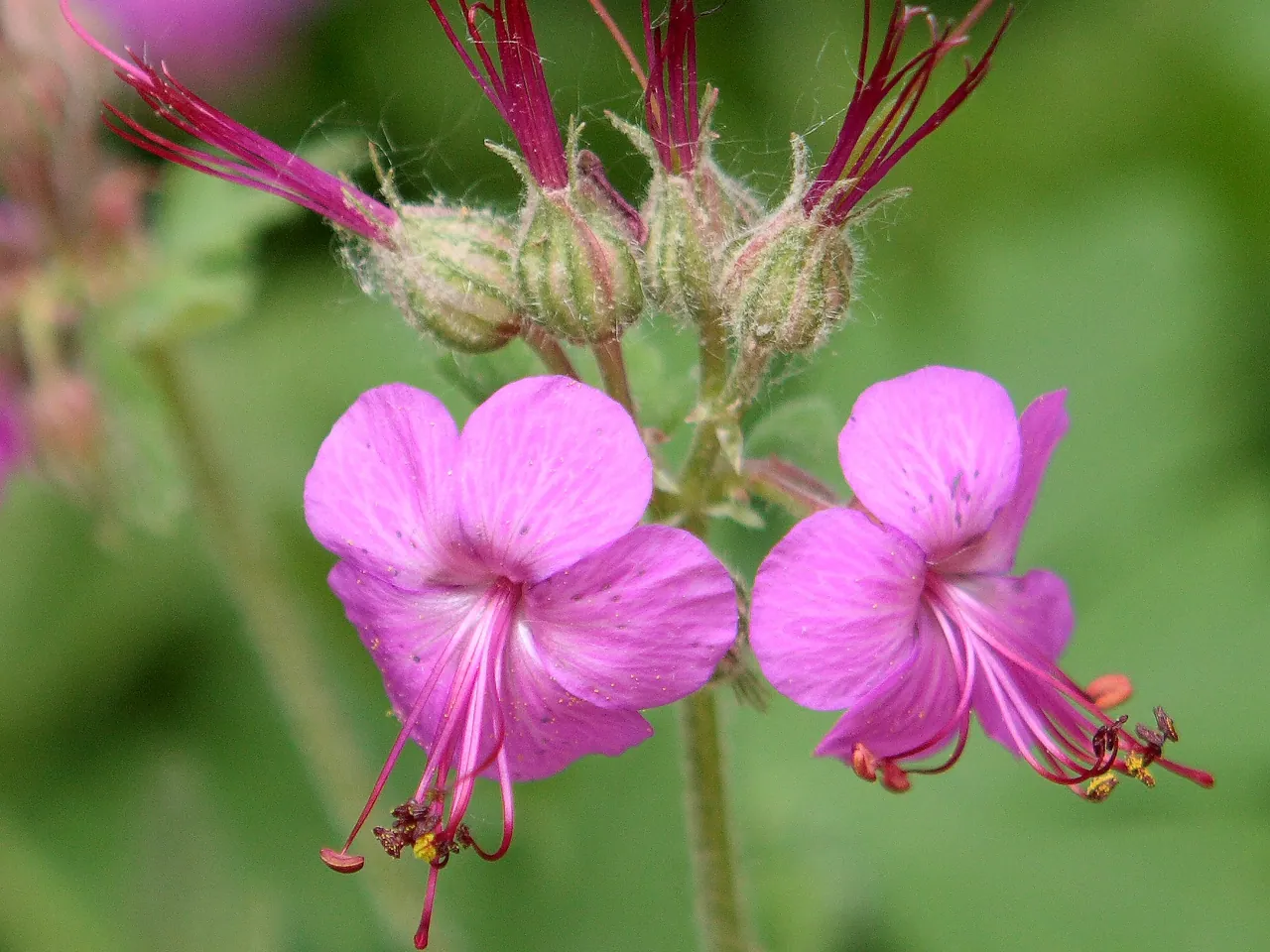 Cranesbill