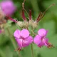 Cranesbill