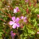 Bloodwort