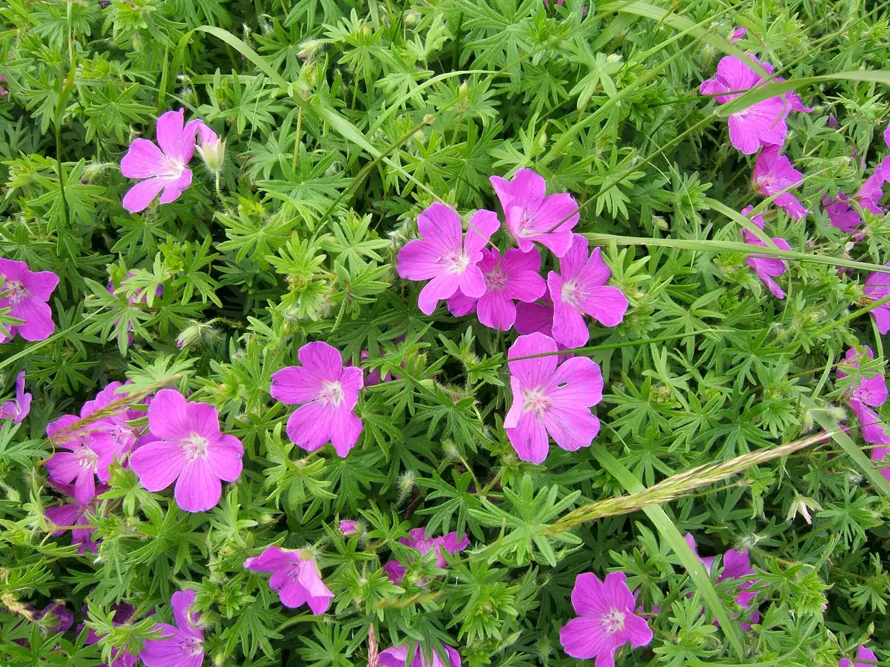 Bloody cranesbill