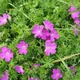 Bloody cranesbill