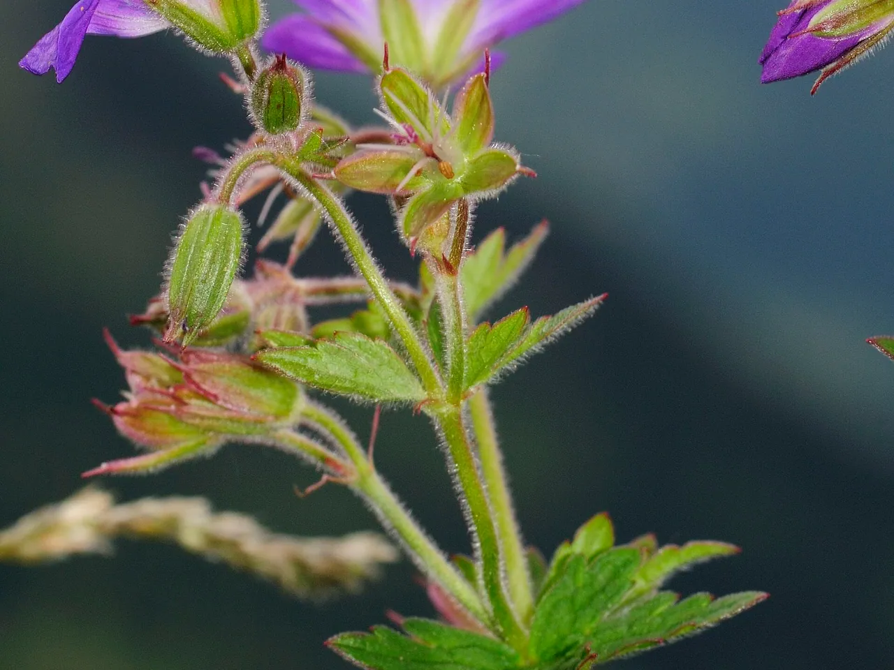 Geranium sylvaticum