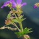 Geranium sylvaticum
