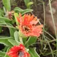 Hilton Daisy