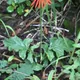 Barberton daisy
