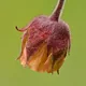 Water Avens