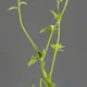 Herb bennet