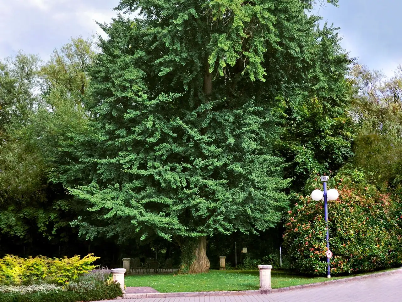 Ginkgo