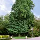 Ginkgo