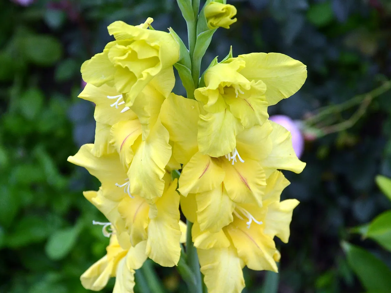 Gladiolus × hybridus