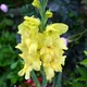 Gladiolus × hybridus