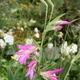 Gladiolus italicus