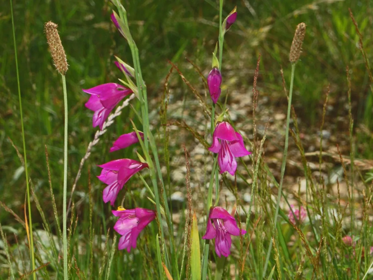 Gladiolus palustris