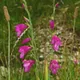Gladiolus palustris