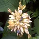 Goeppertia allouia