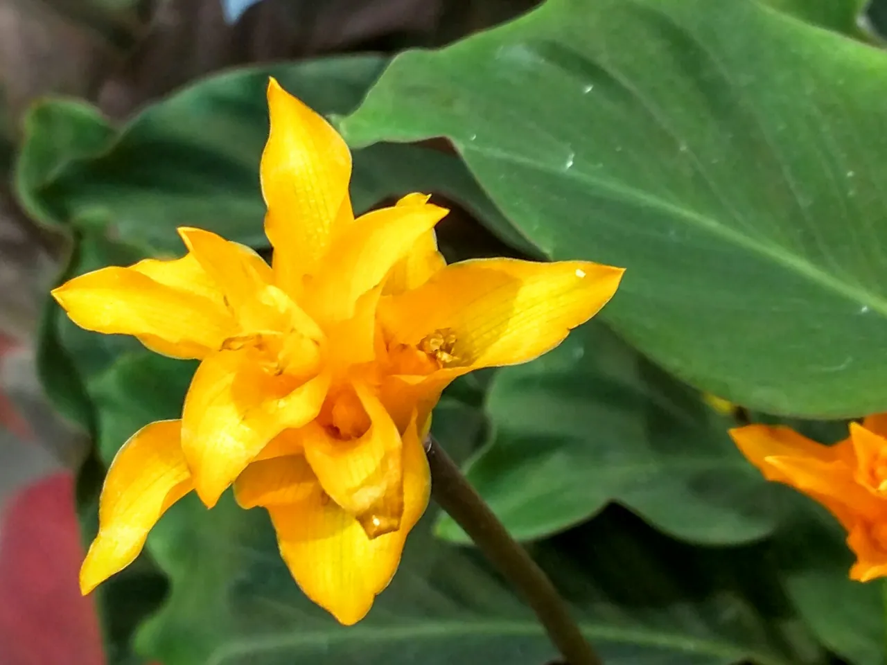 Goeppertia crocata