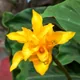 Goeppertia crocata