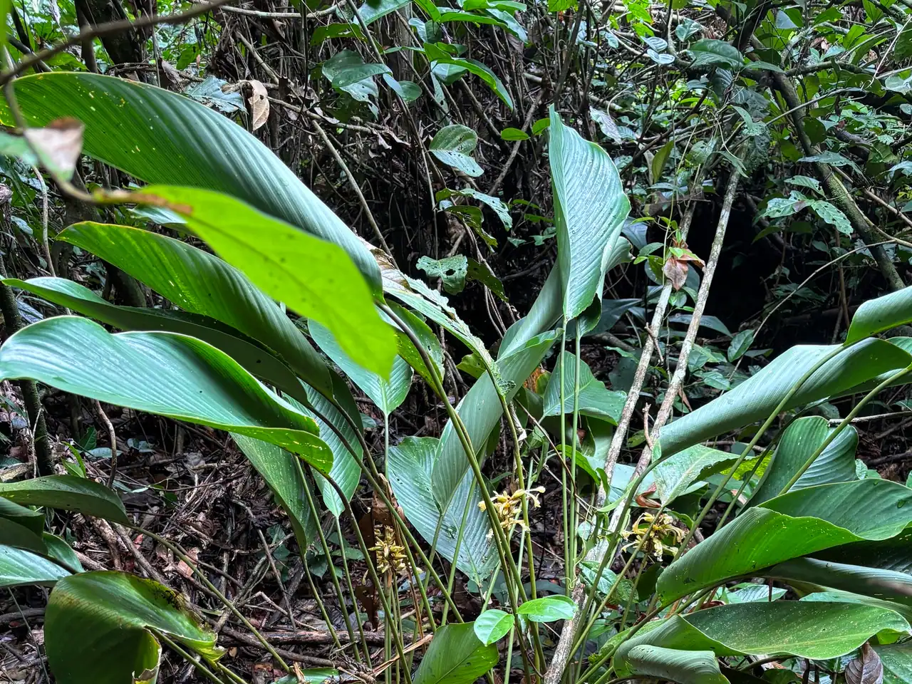 Goeppertia elliptica