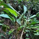 Goeppertia elliptica