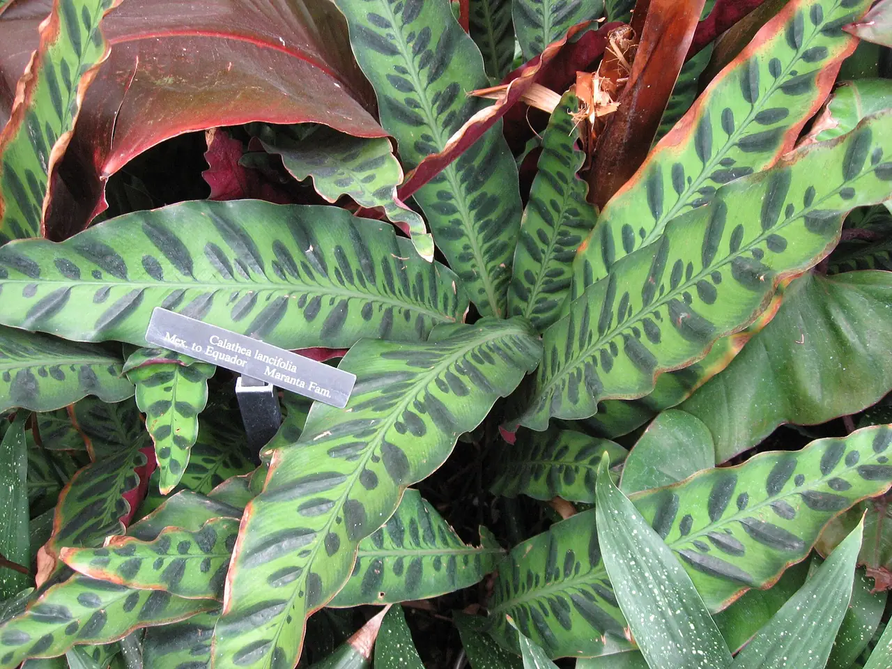 Calathea lancifolia