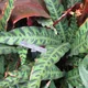Calathea lancifolia