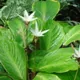 Goeppertia loeseneri