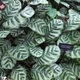 Peacock plant