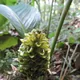 Calathea communis