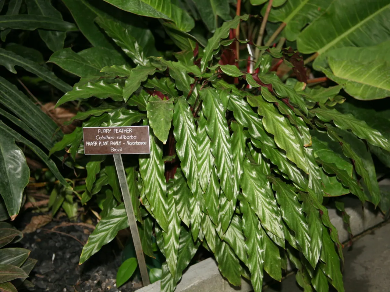 Goeppertia rufibarba