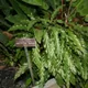 Goeppertia rufibarba