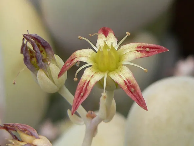 Graptopetalum amethystinum