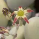 Graptopetalum amethystinum